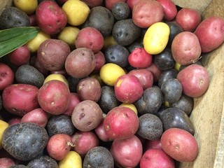  multi-colored baby potatoes