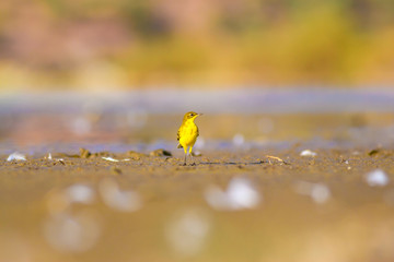 Cute little birds. Nature background.
