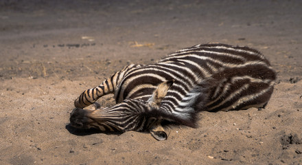 Fototapeta premium zebra