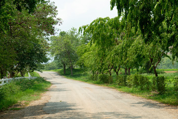 Old roads with green trees on both sides of the province.