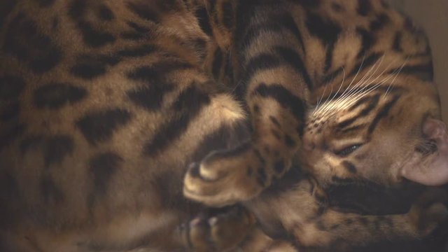 Beautiful color Bengal cat or Asian leopard cat sleeping on the paper chair. Cute animals and pet concept, selective focus and free copy space.