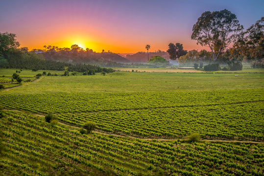 sunset over vinery in Chile for agriculture or vinevard background