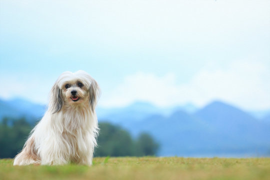 Dog Shih Tzu sits in a grassy field with a background mountain. Add oil paint.