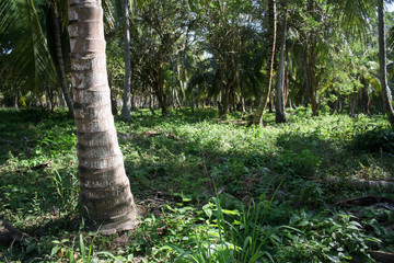 Tronco de palmera en un ambiente selvático