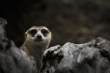 Fototapeta premium Staring meerkat in nature. Front view.