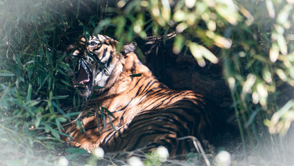 Tygrys, tiger © Dreamnordno