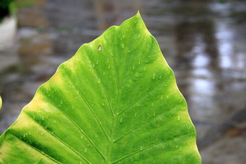 Lluvia y vegetación
