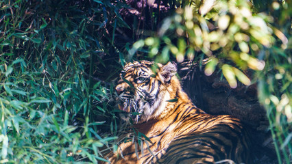 Tygrys, tiger