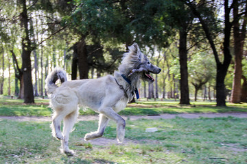 Perro gris corriendo con palo en la boca