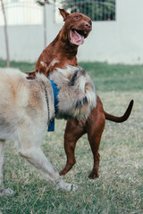 Perros jugando en cesped