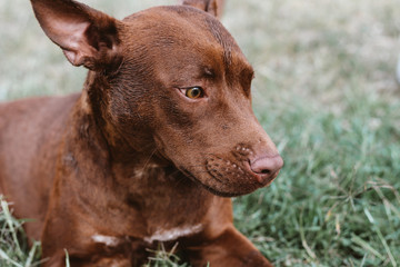 Obraz premium Perro pitbull marrón con césped de fondo