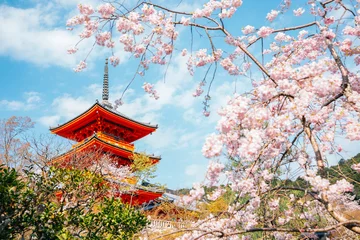 Fototapete Kyoto Kiyomizu-dera-Tempel mit Kirschblüten im Frühling in Kyoto, Japan