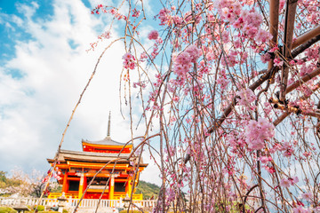 Kiyomizu-dera temple with cherry blossoms at spring in Kyoto, Japan