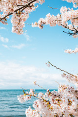 Naklejki  Jezioro Biwa z kwitnącymi wiśniami w Shiga, japonia