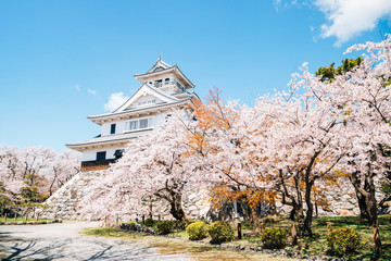 Nagahama castle with cherry blossoms in Shiga, japan