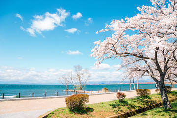Lake Biwa with cherry blossoms in Shiga, japan