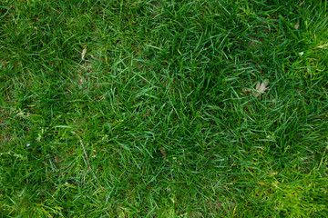Green, clear grass texture.