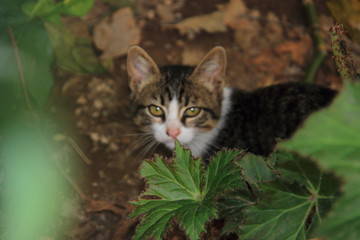 Gato entre follaje