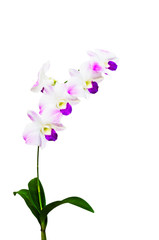 beautiful purple orchid , isolated on white  background