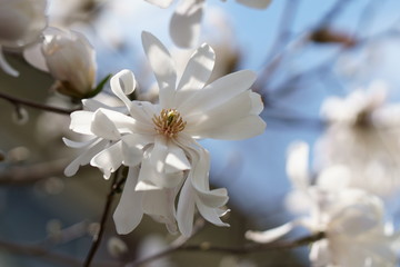 White Magnolia flowers
