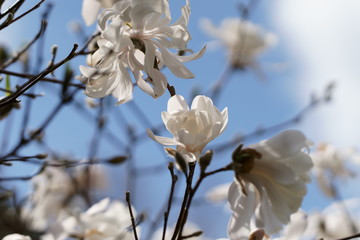 White Magnolia flowers