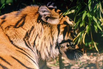 Tygrys, tiger - obrazy, fototapety, plakaty