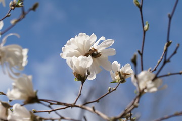 White Magnolia flowers