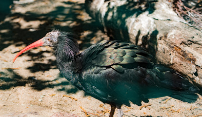 Ptak, ptaki © Dreamnordno