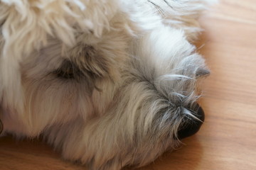 Soft coated Wheaten Terrier potrait