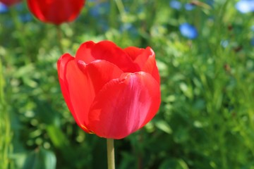 Obraz premium チューリップ 赤 カラフル ネモフィラ 公園 茨城