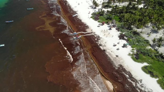 Aerial view of Santa Fe, Tulum Beach and sargasso seaweed at Tulum, Quintana Roo, Mexico.