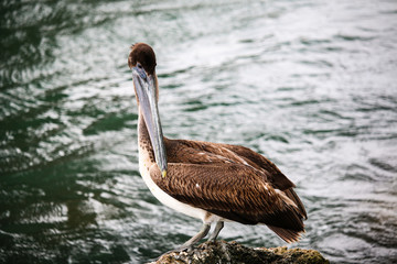 portrait of a pelican