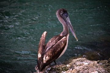 pelican on the beach