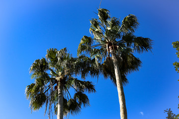 palm tree against blue sky