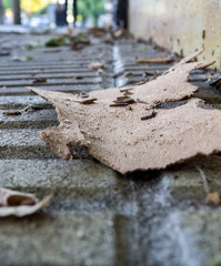 Piece of bark cortex, floor level, sidewalk