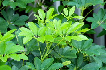 Fototapeta na wymiar green leaf in the wood.