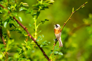 Nesting bird. Green natural background. Common bird. Eurasian Penduline Tit. Remiz pendulinus. 