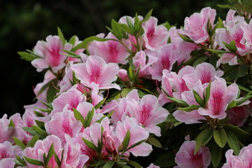 咲いているピンク色のツツジの花