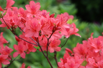 咲いているピンク色のツツジの花