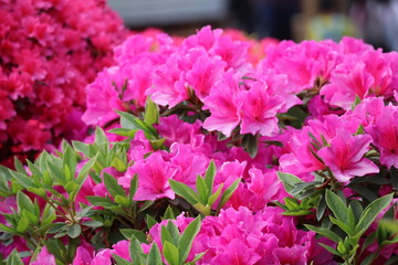 一面に広がる色鮮やかなつつじの花