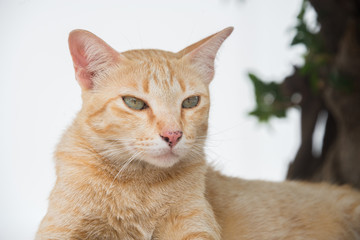Orange tabby cat with black dot on the nose and tree background