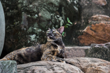 tortoiseshell cat, three colors cat , calico cat. This cat breeds is very cute and pretty.