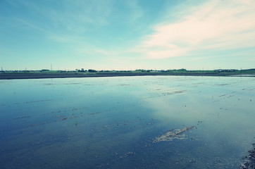 田んぼ