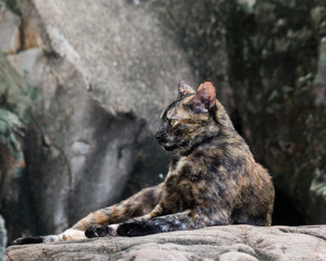 Obraz premium tortoiseshell cat, three colors cat , calico cat. This cat breeds is very cute and pretty.