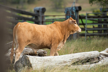 Bull in the country side.