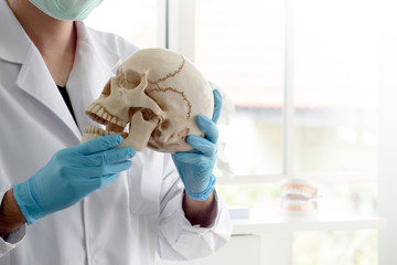 Archaeologist or scientist wear blue rubber gloves holding skull model to study human anatomy in...