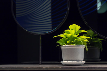 Golden pothos(Epipremnum aureum) in a porcelain pot on bathroom counter next to mirror  with copy space. Devil's ivy is one of air-purifying houseplants.