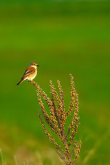 Cute bird. Natural background. Common bird species: Red backed Shrike. 