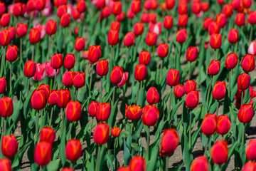 Tulips. Background.