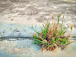 The grass that tries to grow on the cement floor.